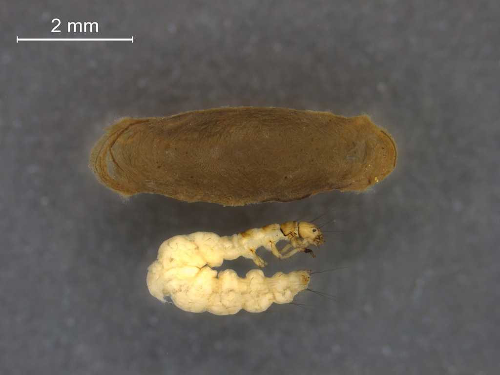 Agraylea multipunctata
